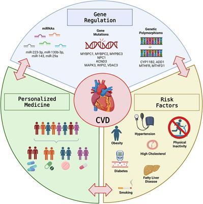 Editorial: The intersection of gene regulation and metabolism in cardiovascular disease